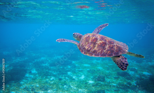Sea tortoise in sea water. Marine green sea turtle closeup. Wildlife of tropical coral reef. © Elya.Q