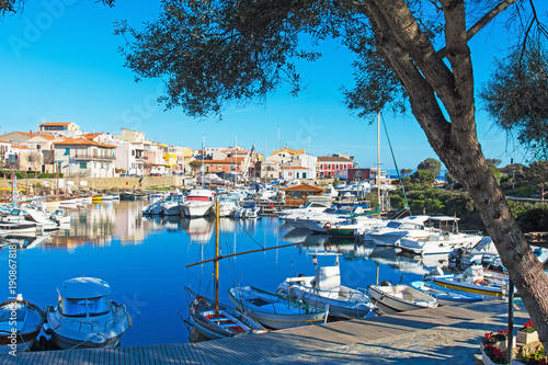 olive tree by the harbor