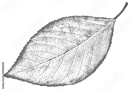 nature leaf Isolated