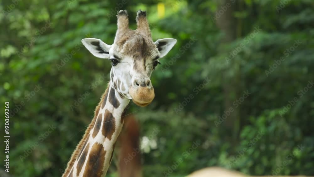 Closeup of giraffe looking at the camera in front of green trees. Giraffe is the tallest living animals in the world. Closeup of giraffe looking at the camera in front of green trees. Giraffe is the tallest living animals in the world.