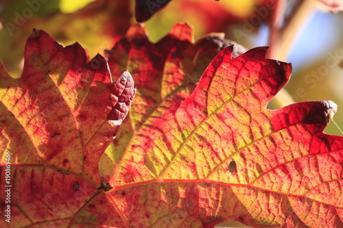colorful wine leaf in vineyard