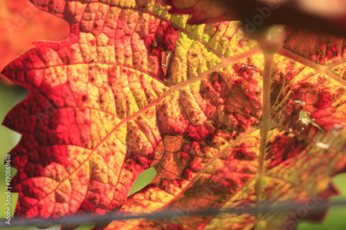 colorful wine leaf in vineyard