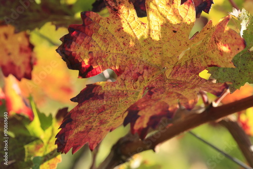 colorful wine leaf in vineyard