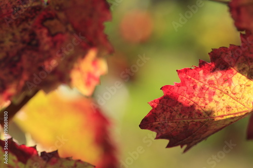 olorful wine leaf in vineyard
