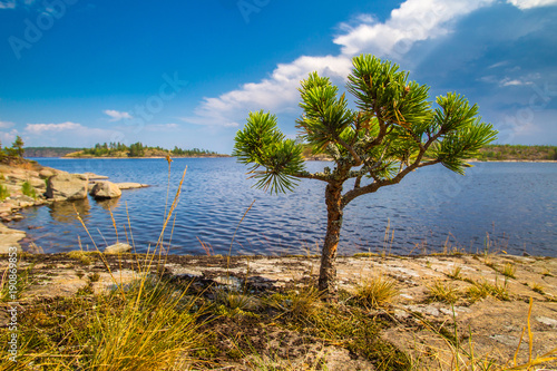 A small pine. Pine on the s...
