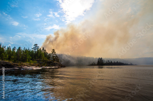 Fire in the forest. The tre...