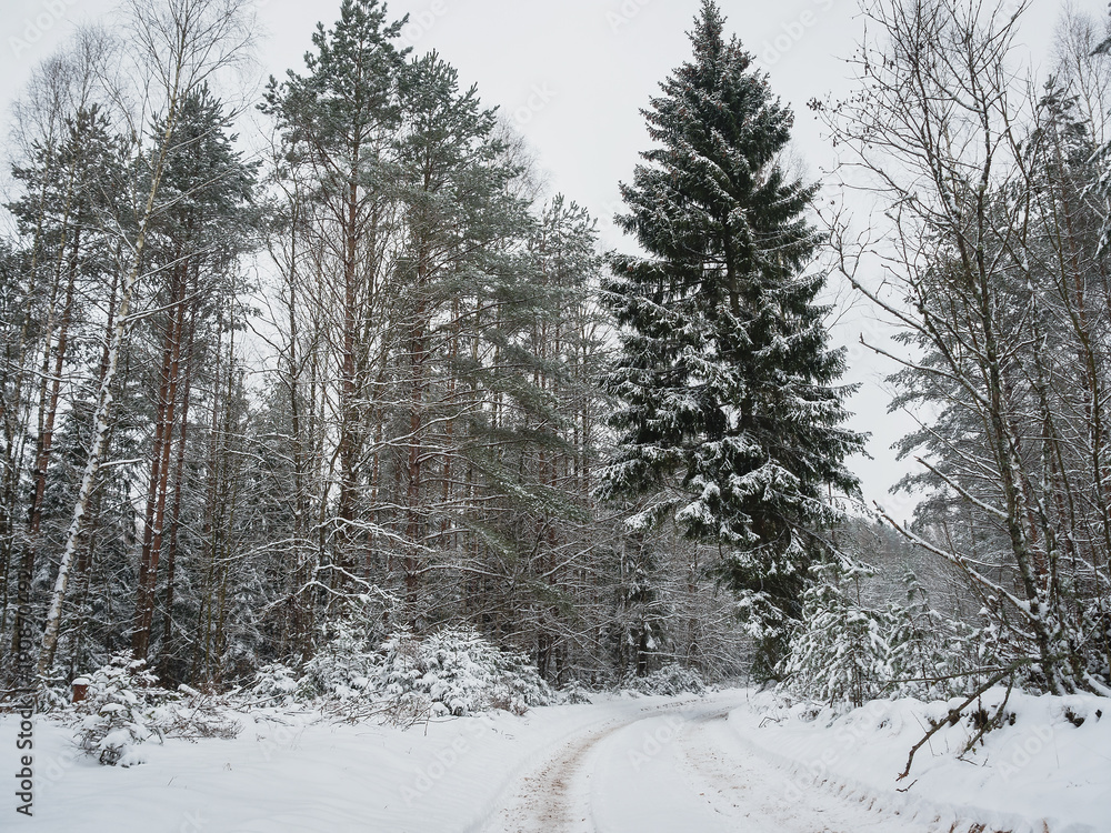  Winter forest covered with snow and road through the forest