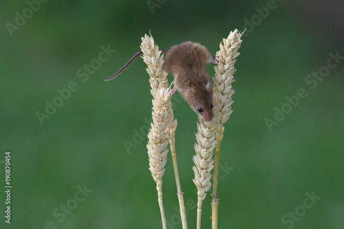 harvest mouse on corn