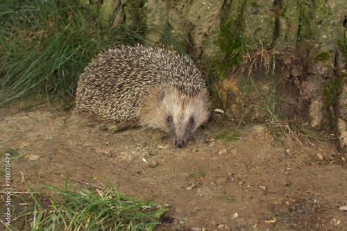 hedgehog roaming
