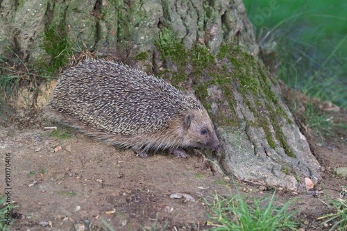 hedgehog roaming by tree