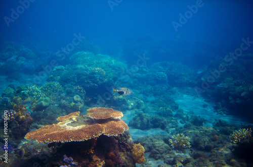 Underwater panorama of coral reef. Undersea landscape photo.