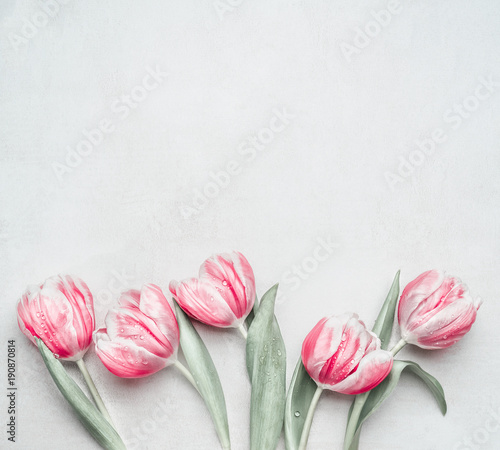 Fototapeta Naklejka Na Ścianę i Meble -  Lovely pastel pink tulips at light background, top view. Layout for springtime holidays. Mother day greeting card