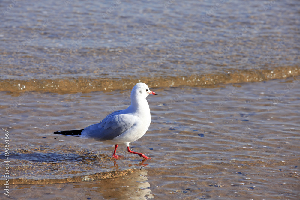 A seagull, close-up A seagull, close-up