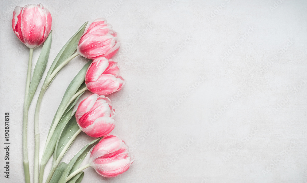 Fototapeta premium Urocza pastelowych menchii tulipanów wiązka, kwiecista granica przy lekkim tłem, odgórny widok. Układ na wiosenne wakacje. Kartkę z życzeniami dzień matki