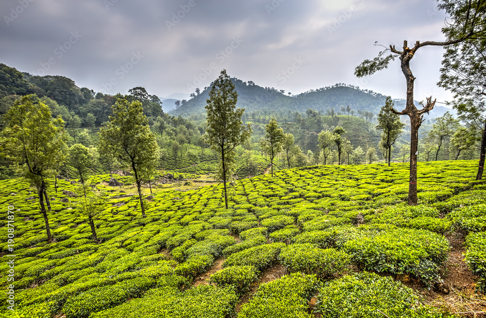 Tea plantations in Valparai, India
