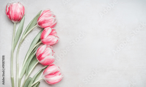 Lovely pastel pink tulips bunch, floral border at light background, top view. Layout for springtime holidays. Mother day greeting card