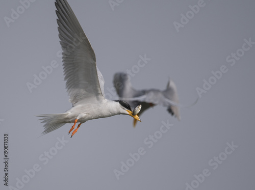 The River tern flying with fish 