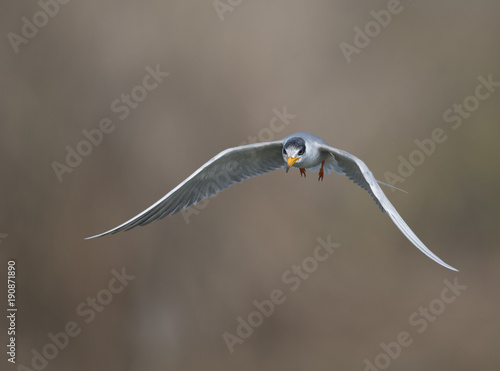 The River tern