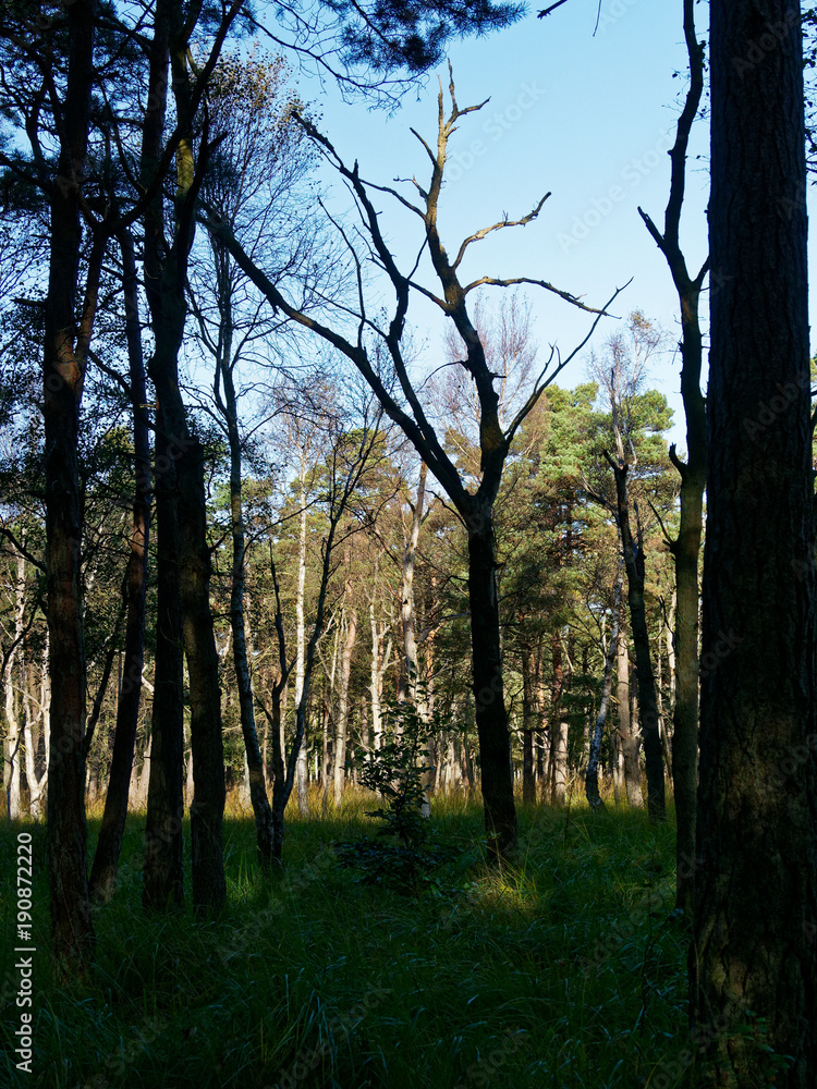 Obraz premium Darßer Weststrand, Nationalpark Vorpommersche Boddenlandschaft, Mecklenburg Vorpommern, Deutschland