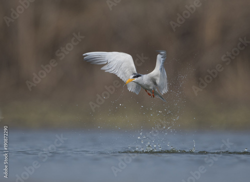 The River tern after dive for fish