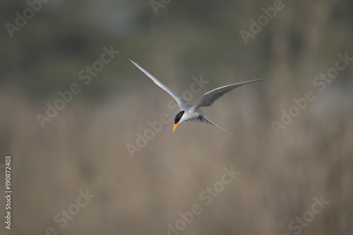 The River tern