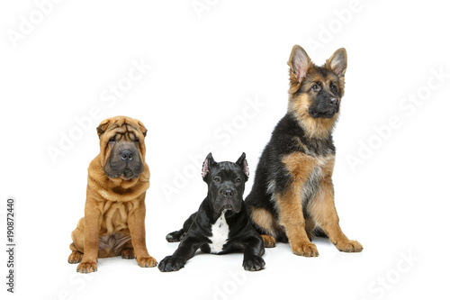 Fototapeta Naklejka Na Ścianę i Meble -  beautiful three puppy dogs