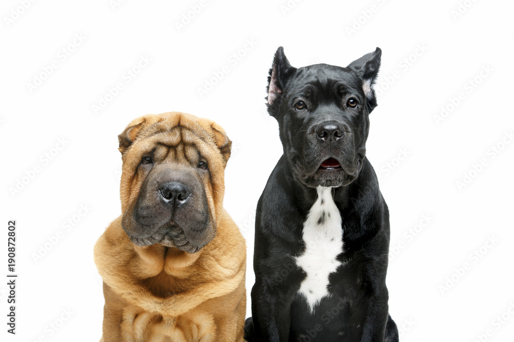 Fototapeta premium beautiful two puppy dogs