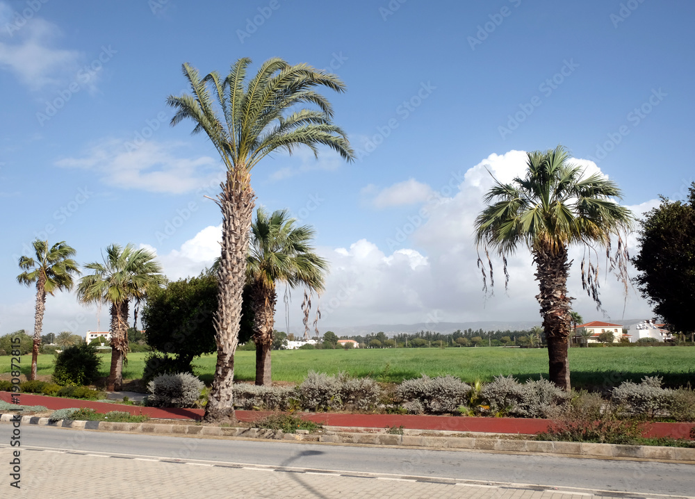 Spring landscape in tropical area with palms green grass, houses and mountains on horizon in bright sunny day