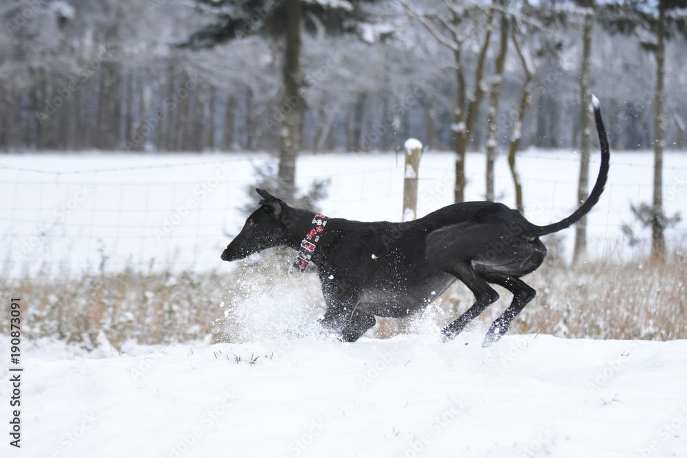 junger schwarzer Galgo espanol spielt im Schnee junger schwarzer Galgo espanol spielt im Schnee