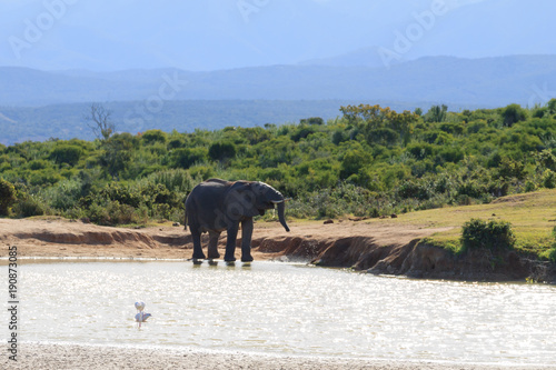 Elephant drinking water from waterhole