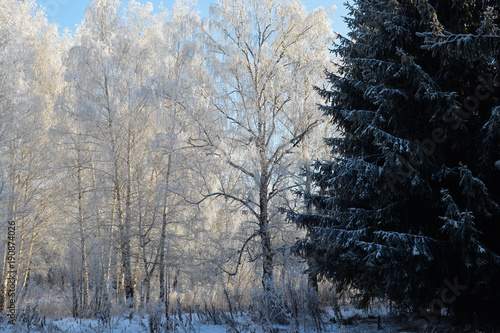 Winter. Park (birch und fir-tree) © zamury