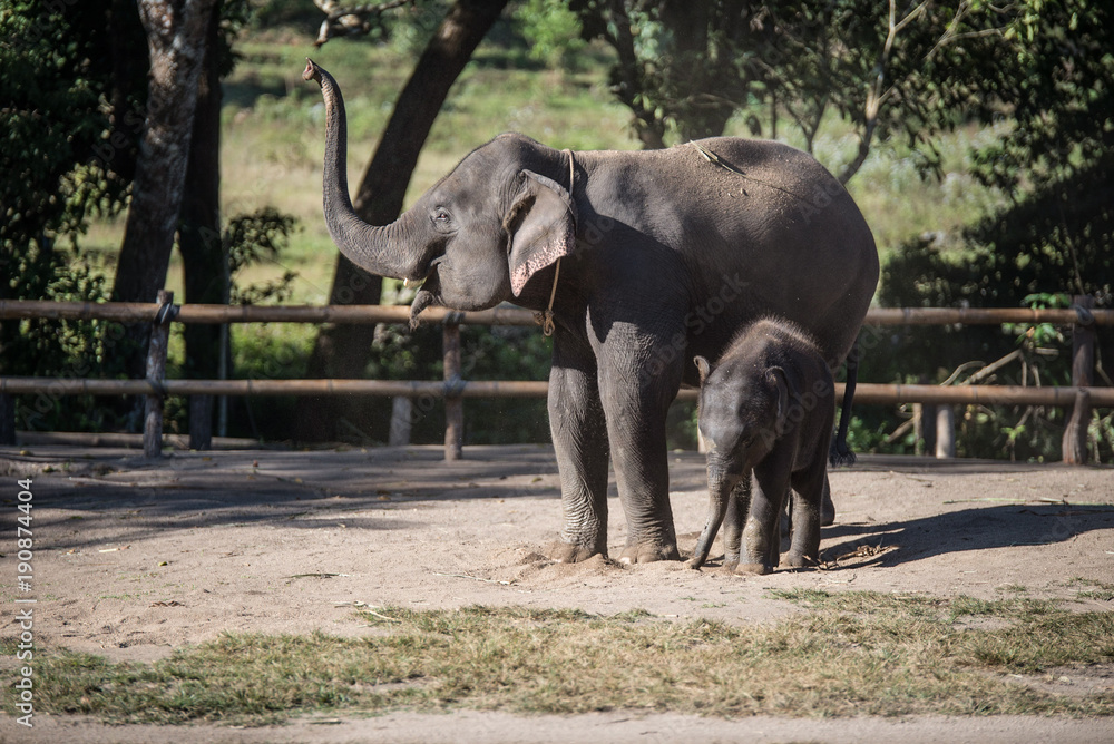 elephant baby