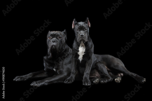 beautiful cane corso puppy and dog photo