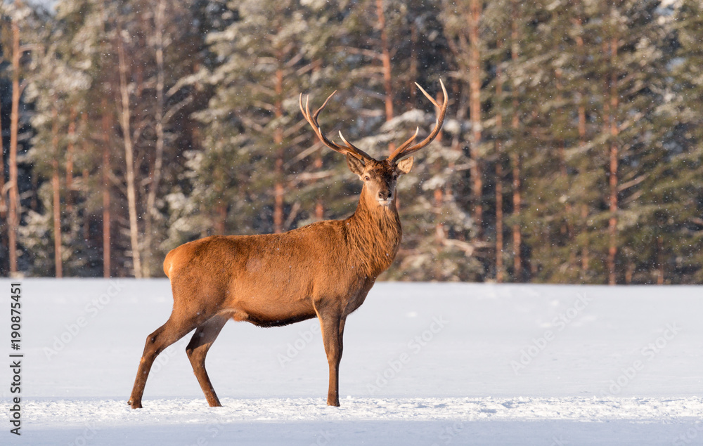 European wildlife landscape with snow and deer with big antlers.Portrait of Lonely elk.Desired trophy for hunters.Single adult noble deer with big beautiful horns on snowy field on forest background.