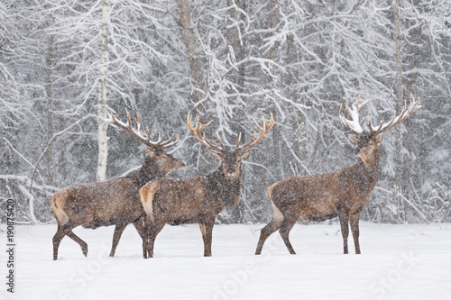 Let It Snow: Three Snow-Covered Red Deer Stag ( Cervidae ) Stand On The Outskirts Of  Forest.Three Noble Deer (Cervus Elaphus ) During A Heavy WInter Snowfall With Poor Visibility.Red Deer In Winter