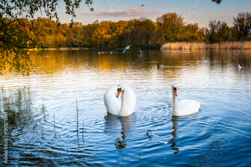 Fototapeta Naklejka Na Ścianę i Meble -  Swan's love