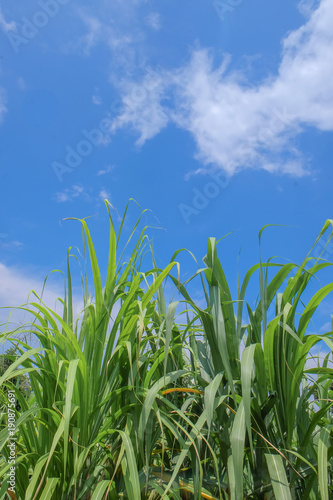 Sugarcane in farm with beautiful blue sky background