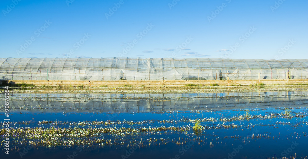 Greenhouse with reflection in rice field