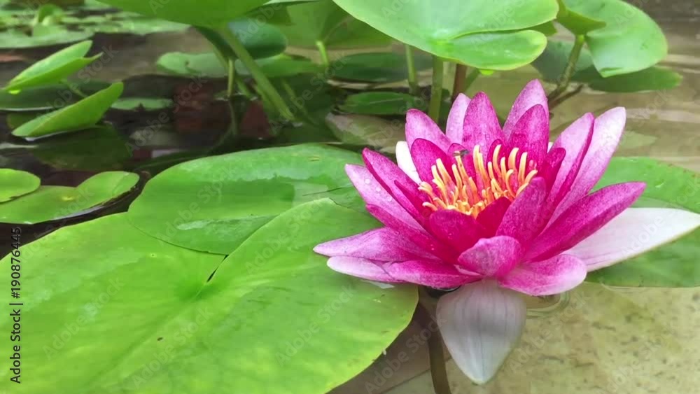 Morning bright pink lotus flowers bloom with insects in the pond. Morning bright pink lotus flowers bloom with insects in the pond.