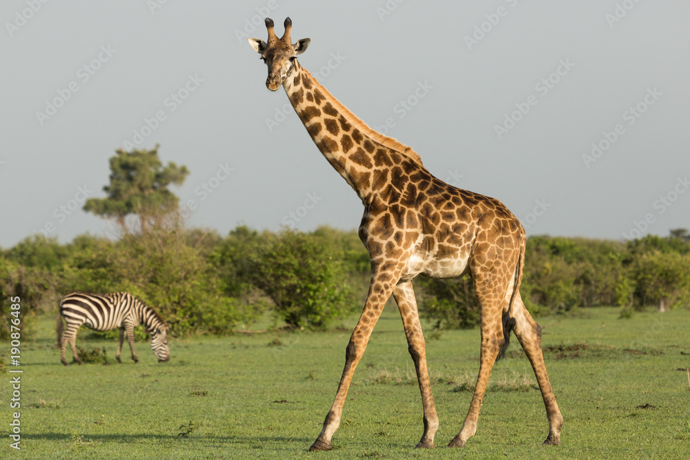 Obraz premium giraffe walking across the grasslands of the Maasai Mara, Kenya