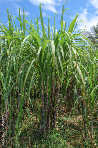 Sugarcane in farm with beautiful blue sky background