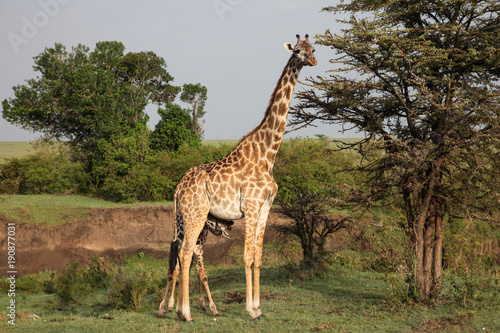 giraffe standing in the grasslands of the Maasai Mara  Kenya