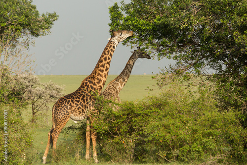 giraffe eating on the grasslands of the Maasai Mara  Kenya