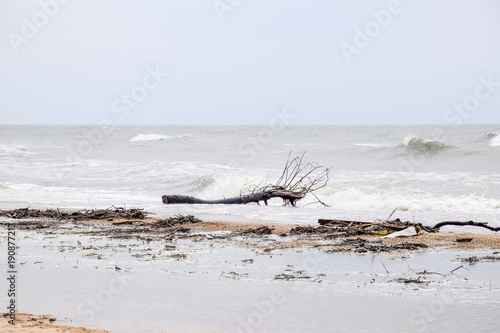 Coast of the sea after a storm. Thrown the trees ashore photo