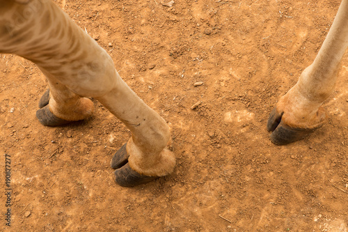 feet and legs of a Rothschild giraffe, Nairobi, Kenya
