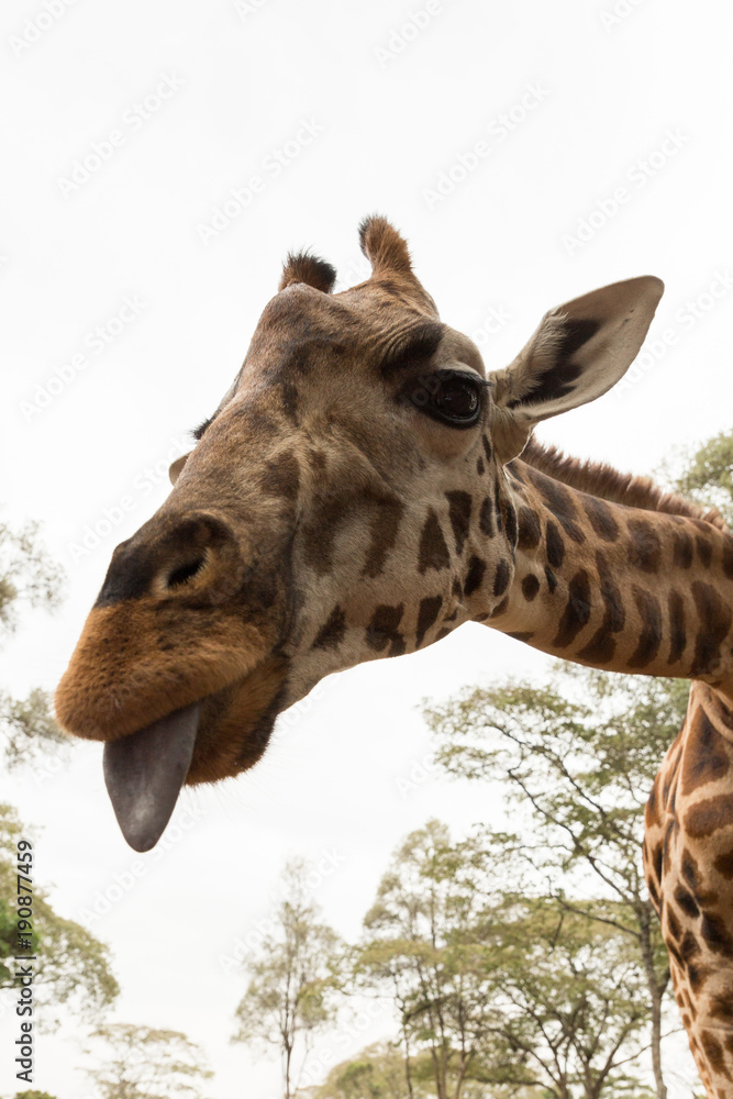 Obraz premium closeup of a Rothschild giraffe