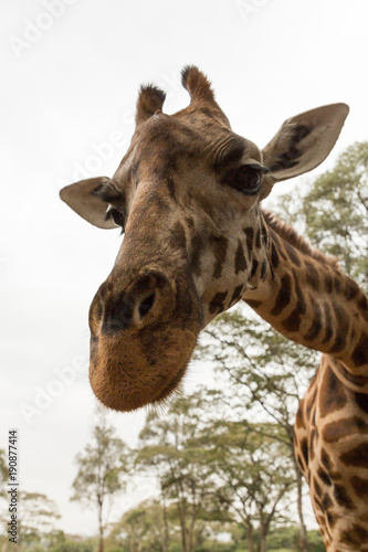 closeup of a Rothschild giraffe