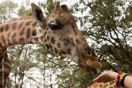 closeup of a Rothschild giraffe