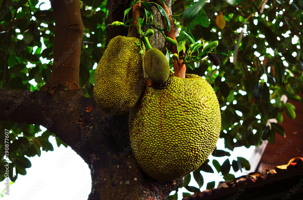 jackfruit on the jackfruit plant jackfruit on the jackfruit plant