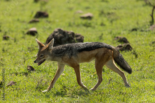 a single jackal walks across the grasslands of the Maasai Mara  Kenya